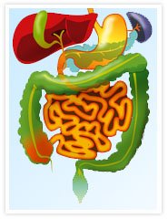Neue Studie bestätigt: kein Zusammenhang proteinreicher Ernährung und Nierenproblemen